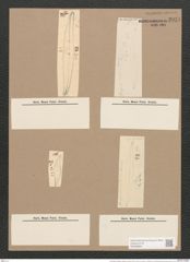 Pleurosigma angulatum strigosum (Queck.) W.Sm. (de-Toni-Nr.: Genus 13, Species 1001) Zeichnungen Sammlung Grunow Nr. 2031 (NHMW-BOT-W0368883)